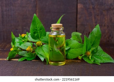 Bottle Of Acmella Oleracea, Paracress Or Toothache Plant Extract On Rustic Wooden Table.