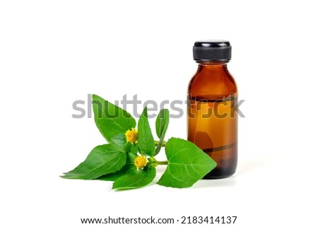 Bottle of Acmella Oleracea, Paracress or Toothache plant extract isolated on white background.