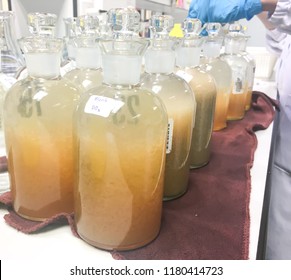 Bottle Of Biochemical Oxygen Demand Analysis In Laboratory. Water Samples From Wastewater Treatment Plant