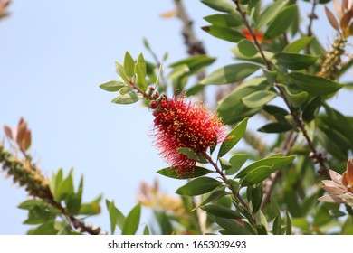 Bottle Brush Or Callistemon Viminalis Tree.