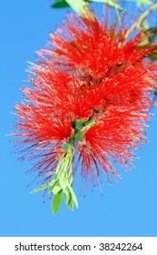 Bottle Brush Flower