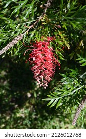 Bottle Brush Flower Close Up