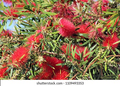 Bottle Brush Plant