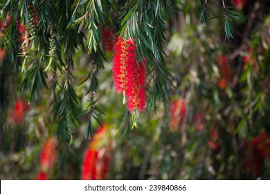 Bottle Brush Plant Flower.