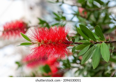 Bottle Brush Plant In Full Bloom With Red Flowers.