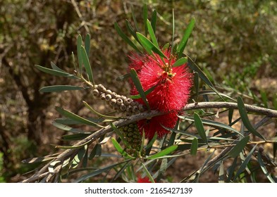 Bottle Brush Tree In A Desert Garden