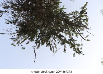 Bottle Brush Tree Fish Eye View Shot