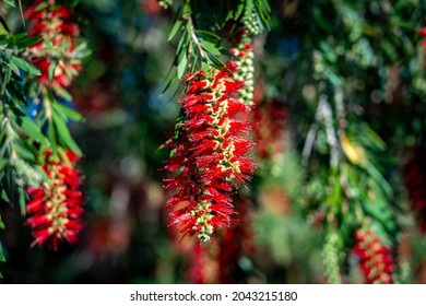 Bottle Brush Tree Flower Closeup