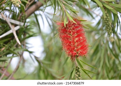 Bottle Brush Tree New Flower