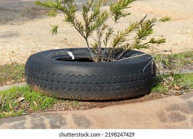 Bottle Brush Tree Planted In Old Car Tyre