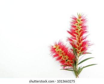Bottle Brush Flower Images, Stock Photos & Vectors | Shutterstock