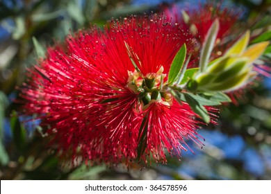 Bottle Brush,tree,flower