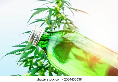 Bottle with CBD cannabis infused drink against cannabis plant