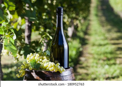 Bottle Of Champagne With Grapes And Old Barrel In A Vineyard