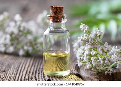 A Bottle Of Essential Oil With Blooming Valerian Plant