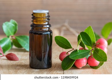 A Bottle Of Essential Oil With Fresh Wintergreen Plant