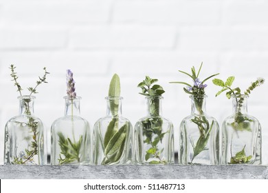 Bottle of essential oil with herbs lavender flower, basil flower,rosemary,oregano, sage, ,thyme and peppermint set up on white background .