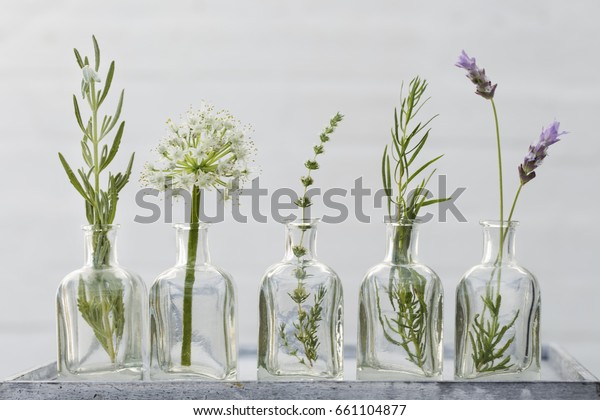白い背景に精油とハーブの瓶 ラベンダーの花 サージ ミント タイム エストラゴン の写真素材 今すぐ編集