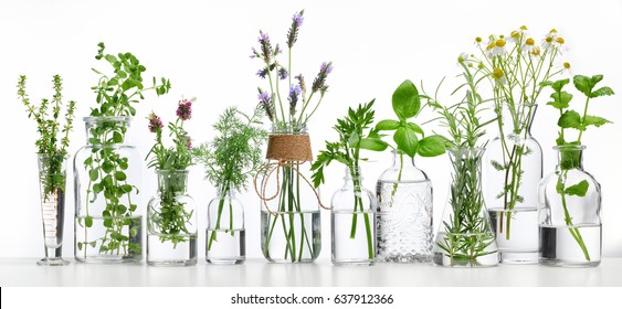 Bottle of essential oil with herbs on white background - Shutterstock ID 637912366