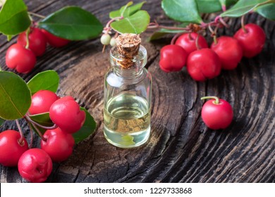 A Bottle Of Essential Oil With Wintergreen Leaves And Berries