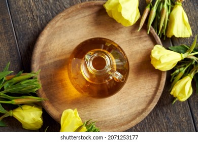 A Bottle Of Evening Primrose Oil With Fresh Blooming Oenothera Biennis Plant, Top View