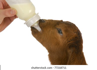 bottle feeding baby goat - south african boer kid 4 days old