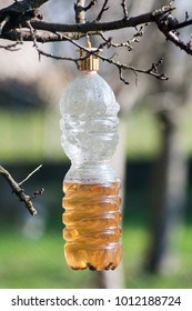 Bottle Fly Trap