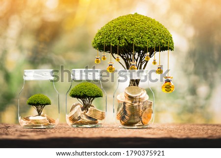 Bottle with gold coin and money bag of tree with growing put on the wood on the morning sunlight in public park, Saving money and loan for business investment concept.