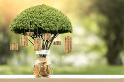 Bottle With Gold Coin And Money Gold Coin Of Tree With Growing Put On The Wood On The Morning Sunlight In Public Park, Saving Money And Loan For Business Investment Concept.