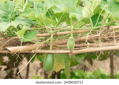 Bottle gourd disease, caused by fungi and bacteria, makes leaves look bad, fruit rot, and vines wilt. Keep things clean, use fungicides, and grow strong plants to stop it.