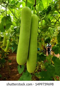 Bottle Gourd Fruits On Plant 