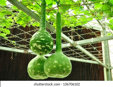 Bottle Gourd In Greenhouse