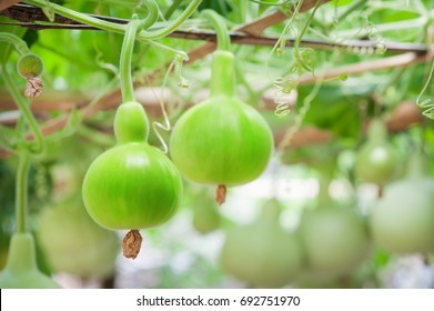 Bottle Gourd tree and fruit of Green Calabash