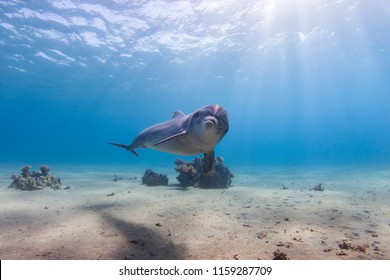 Bottle Nose Dolphin Eilat, Israel