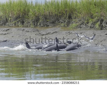 bottle nose dolphin strand feeding along the mud flats at low tide