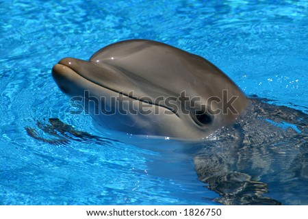 Bottle Nose Dophin in blue pool
