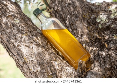 Bottle of olive oil is on olive tree branch in the garden. Blurred nature background. - Powered by Shutterstock