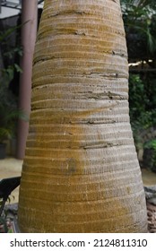 Bottle Palm. Palmae Evergreen Tropcal Ornamental Plant. Native To The Mascarene Islands. 