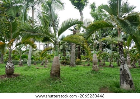 Bottle Palm (scientific name Mascarena lagenicaulis) of the Arecaceae family, popularly cultivated as a garden decoration.