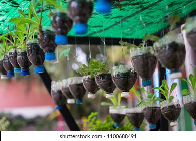 Bottle Pot Hanging Form Tree Small Stock Photo 625208228 | Shutterstock