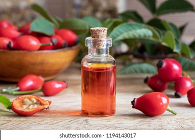 A bottle of rosehip seed oil with fresh plant
