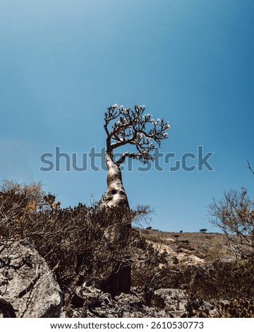 Bottle tree in bloom with distant dragon blood trees, Diksam Plateau, Socotra.