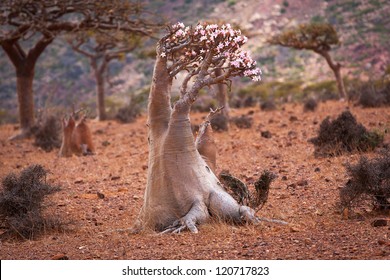 Bottle Tree, Island Socotra, Yemen