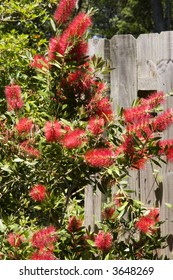 Bottlebrush Bloom Plant