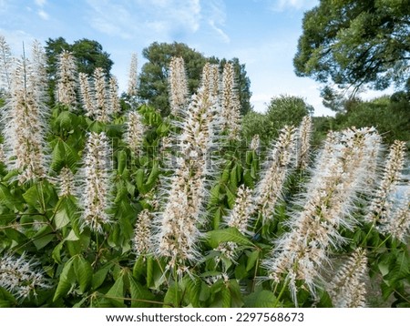 The bottlebrush buckeye (Aesculus parviflora) blooming with white flowers arranged in erect panicles, each flower has small white petals and protruding long stamens, in summer