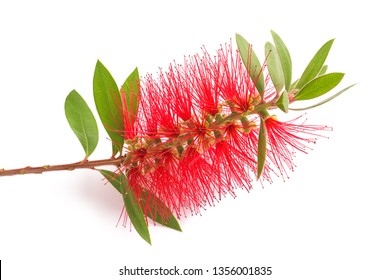  Bottlebrush Flower Isolated On White Background