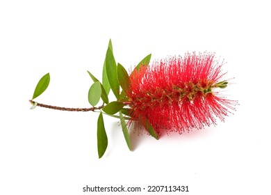 Bottlebrush Flower Isolated On White Background