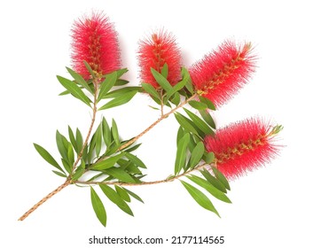 Bottlebrush Flowers Isolated On White Background