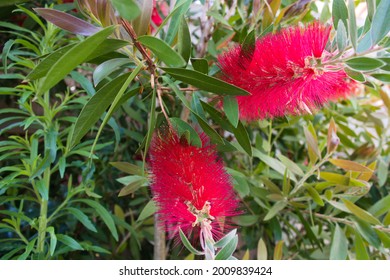 Bottlebrush Plant Red Blossoms Close Up