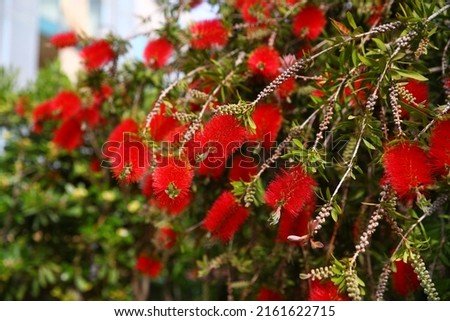 Bottlebrush tree flowers. Spain. Flowering weeping bottlebrush tree -Callistemon viminalis